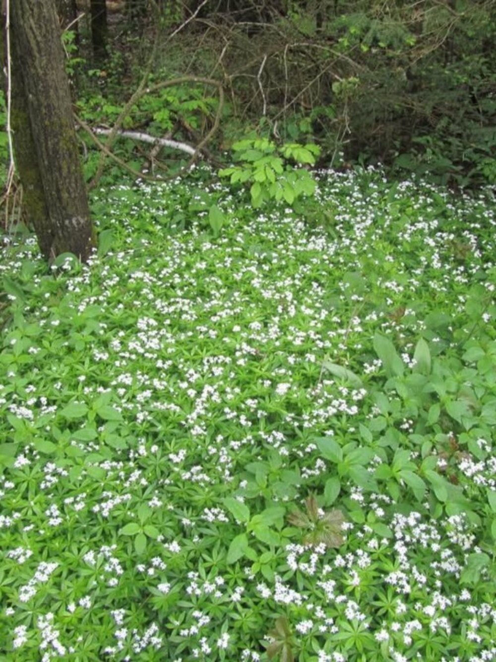 SWEET WOODRUFF Galium 1 qt container `PERENNIAL ZONE 3-9 6-12 IN PLANT IN CLUMPS